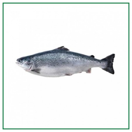 SALMONE 4/5 SUPERIOR ALL. NORVEGIA X1 PZ