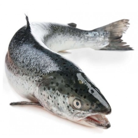 SALMONE 5/6 SUPERIOR X20 KG