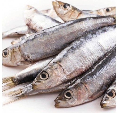 SARDINE PESCATE MAR ADRIATICO X7 KG