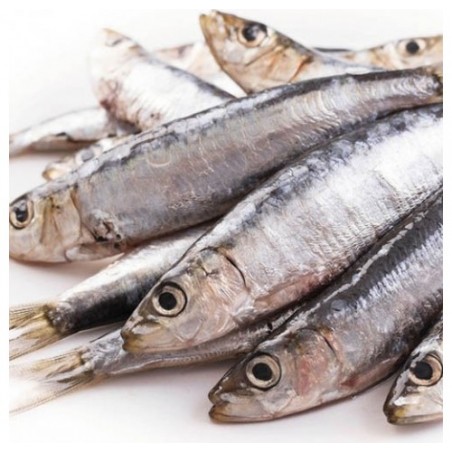 SARDINE PESCATE MAR ADRIATICO X7 KG