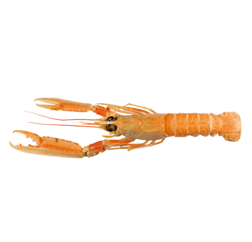 SCAMPO INTERO MEDIO ADRIATICO X3 KG