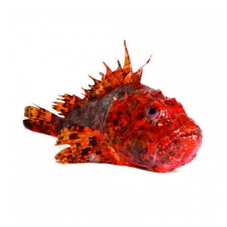 SCORFANO 1000/2500 X6 KG