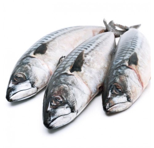 SGOMBRO PESCATO 200/300GR X4 KG