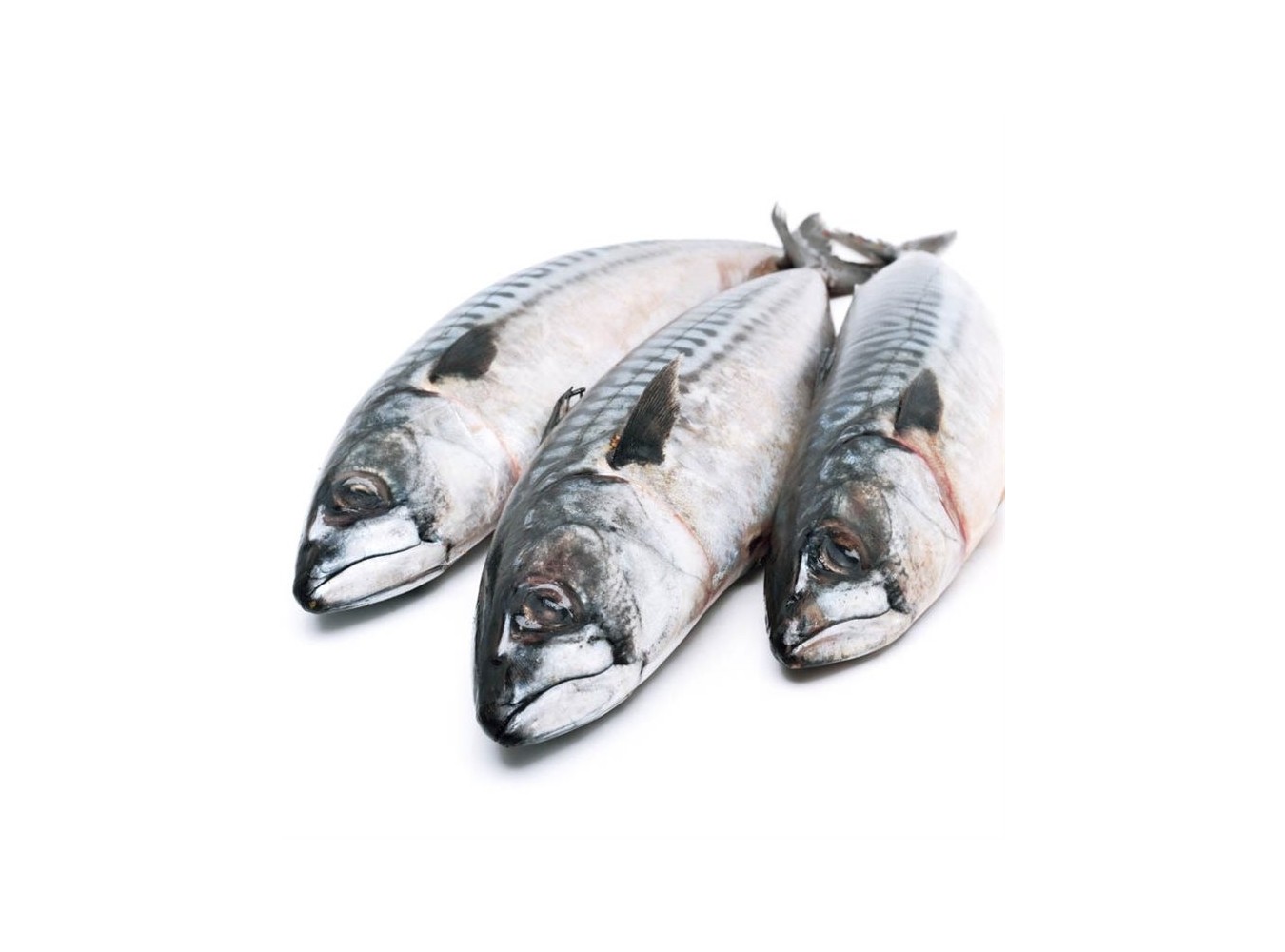 SGOMBRO PESCATO 200/300GR X4 KG