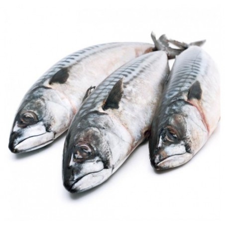 SGOMBRO PESCATO 200/300GR X4 KG