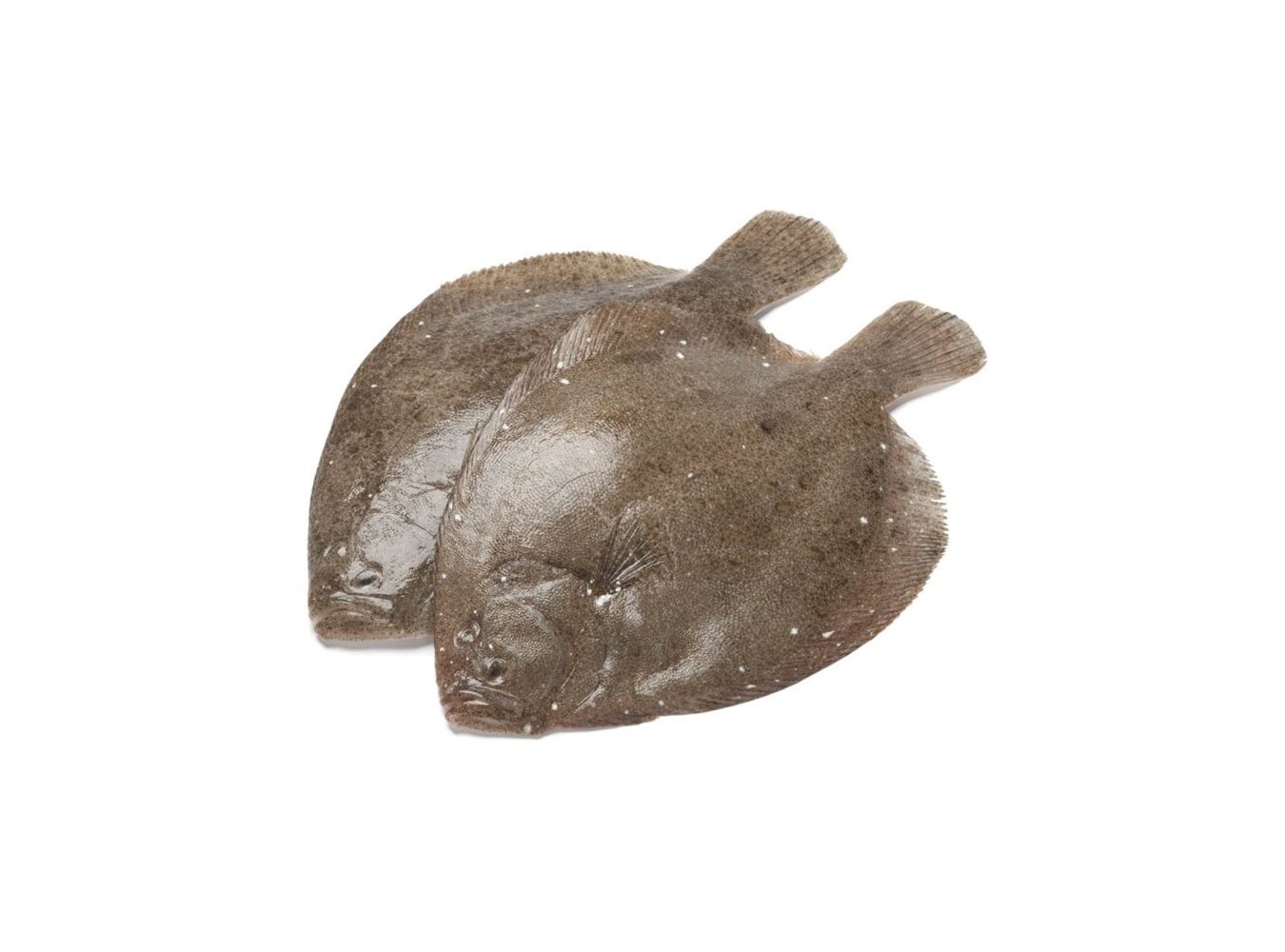 SOASO PESCATO OLANDA 300/600 X3 KG