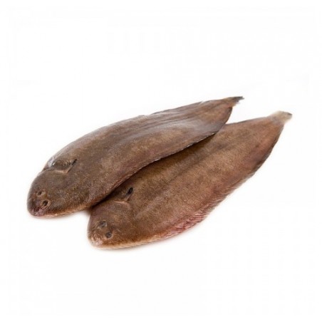 SOGLIOLA MAR ADRIATICO G 150/300 X6 KG