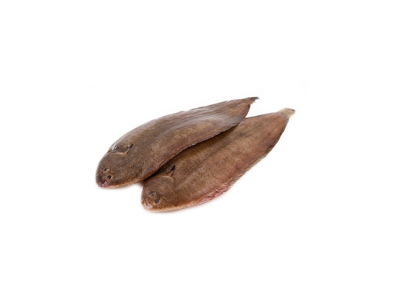 SOGLIOLA MAR ADRIATICO 70/90GR X6 KG
