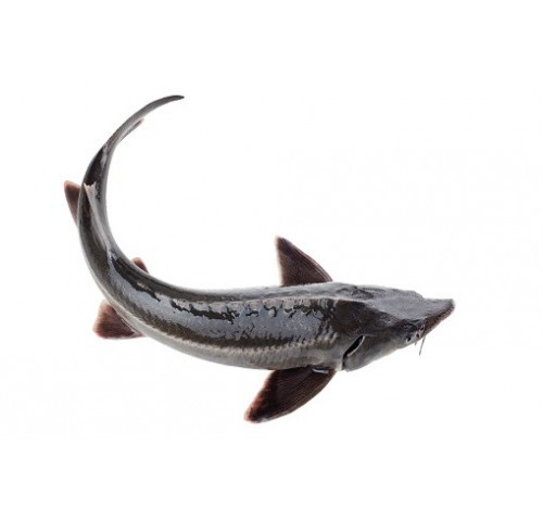 STORIONE ALLEVATO ITALIA 3000/6000 X1 PZ