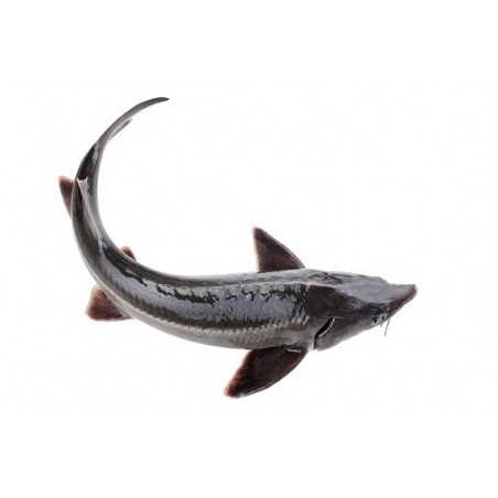 STORIONE ALLEVATO ITALIA 3000/6000 X1 PZ