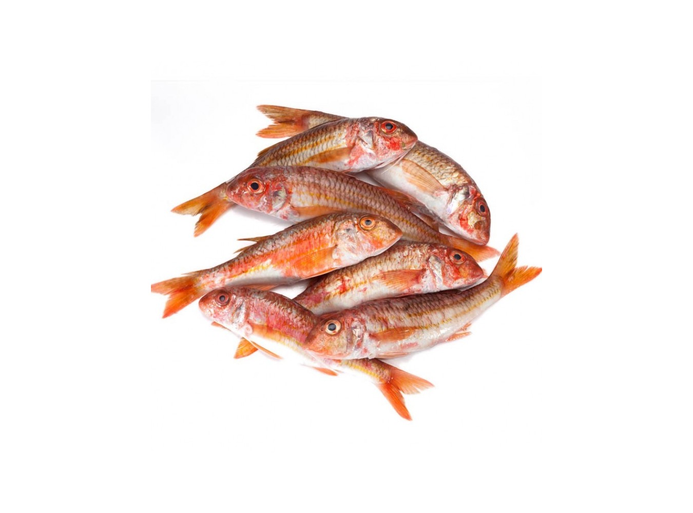 TRIGLIA DI SCOGLIO 200/400 X3 KG