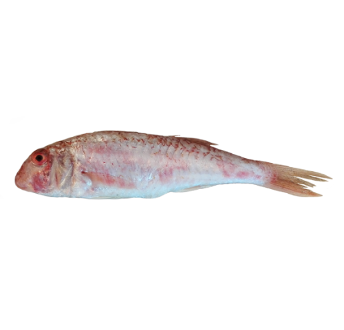 TRIGLIA FANGO PESCATA ADRIATICO X3 KG