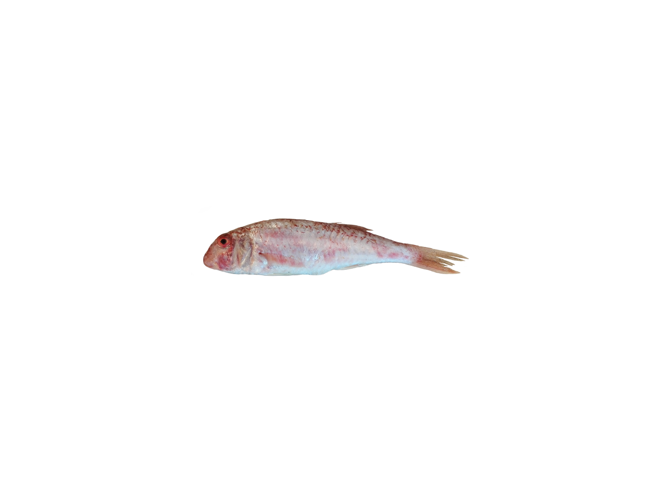 TRIGLIA FANGO PESCATA ADRIATICO X3 KG