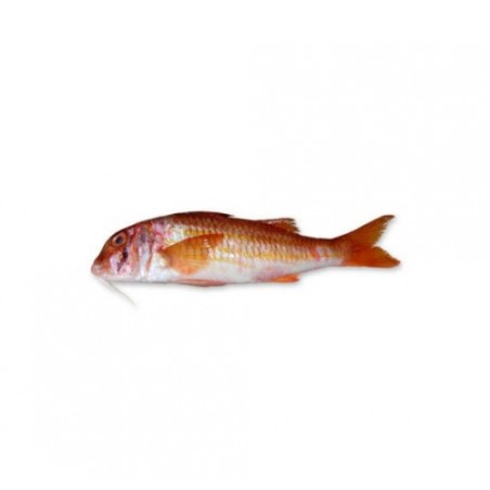 TRIGLIA FANGO MEDIA ADRIATICO X3 KG