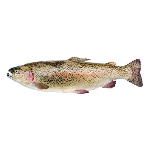 TROTA IRIDEA 300/600 X5 KG