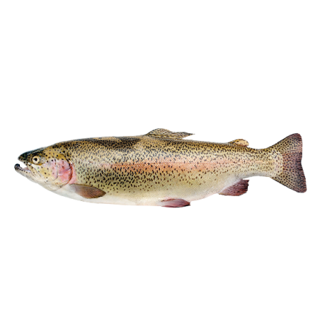 TROTA IRIDEA 300/600 X5 KG