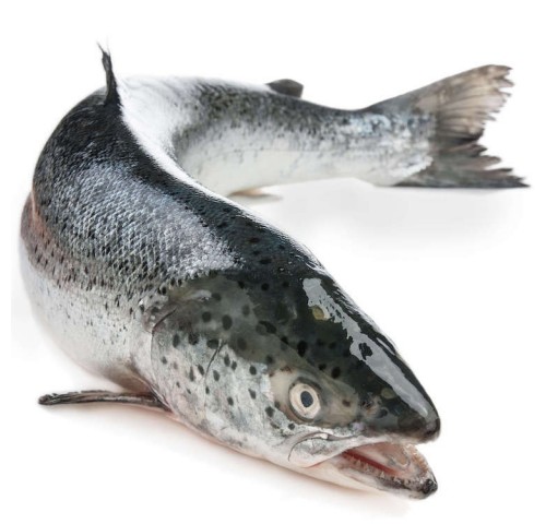 SALMONE 5/6 SUPERIOR  X1 PZ