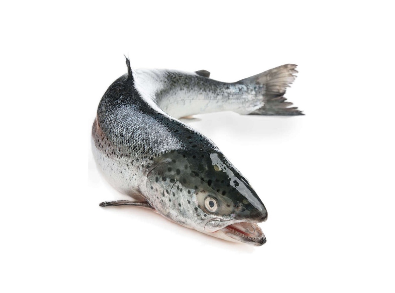 SALMONE 5/6 SUPERIOR  X1 PZ