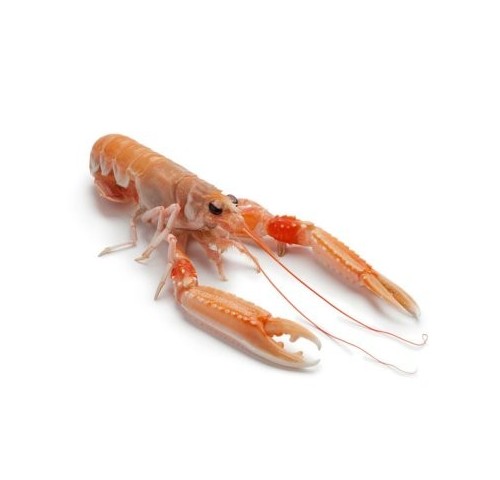 SCAMPO 11/15  X 3 KG