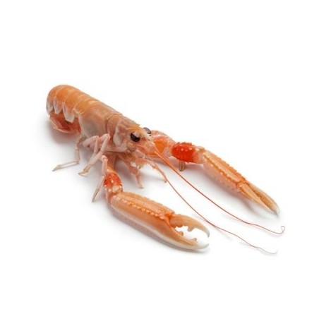 SCAMPO 11/15  X 3 KG