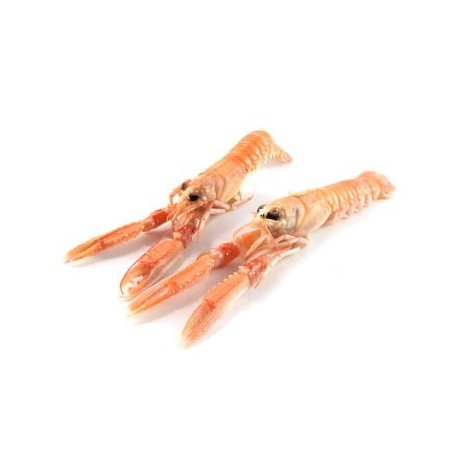 SCAMPO 31/40  X 3 KG