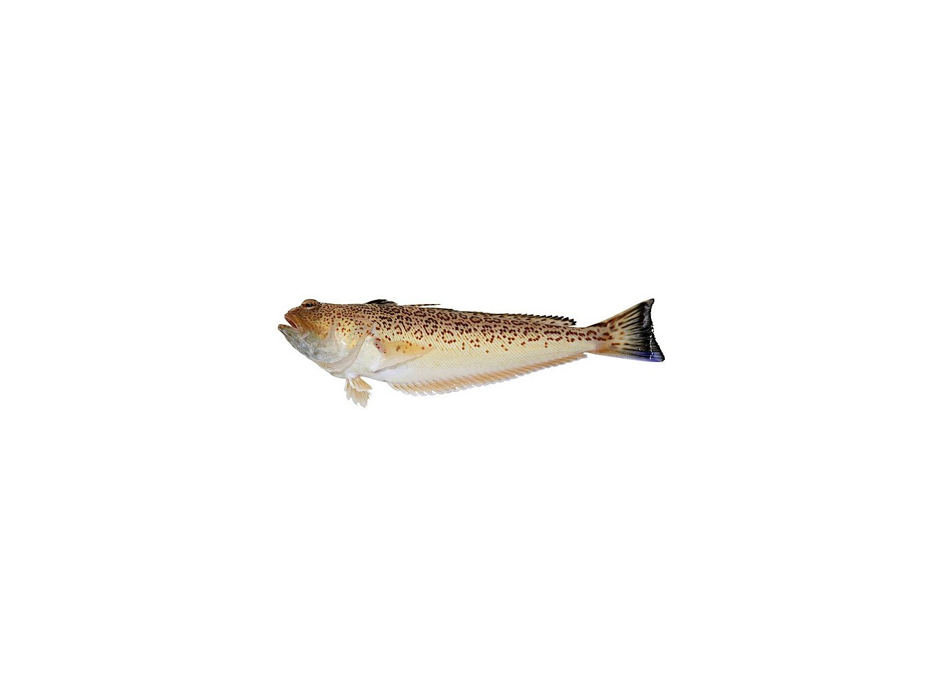 TRACINA (PESCE RAGNO) X5 KG