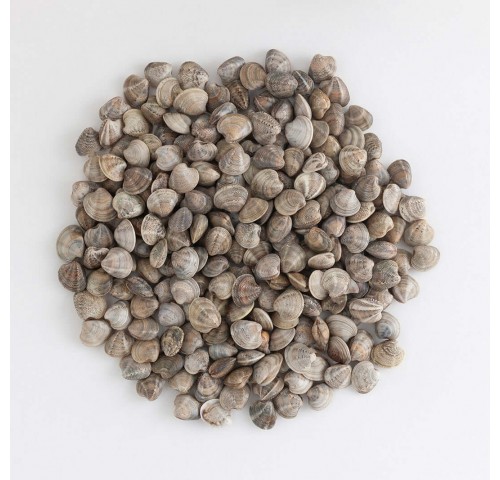 VONGOLA O LUPINO SUPER X5 KG