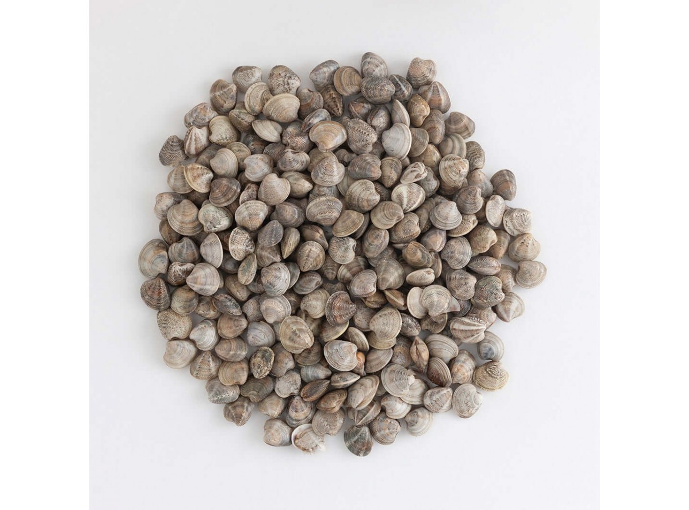 VONGOLA O LUPINO SUPER X5 KG