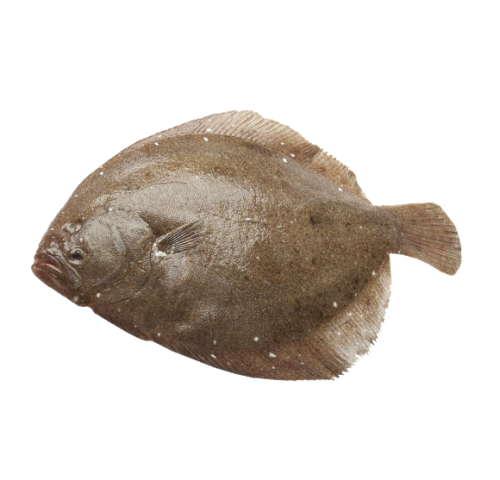 SOASO OLANDA 500/1000 X6 KG