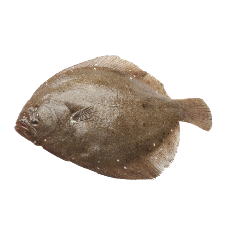 SOASO OLANDA 500/1000 X6 KG