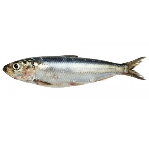 ALACCIA PESCATA X7 KG