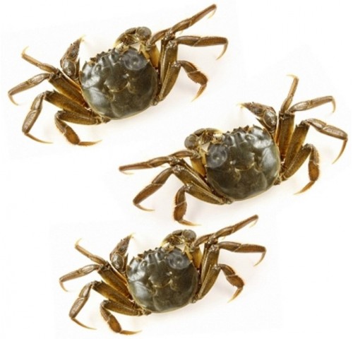 GRANCHIO DA MOLECA ADRIATICO X1 KG