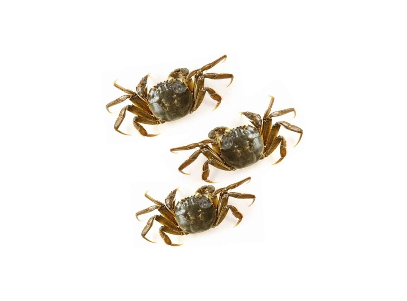 GRANCHIO DA MOLECA ADRIATICO X1 KG