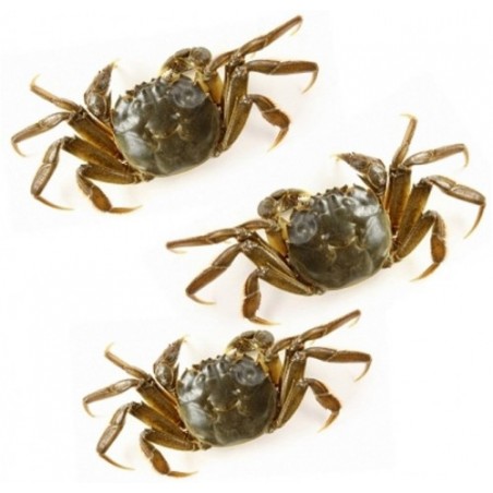 GRANCHIO DA MOLECA ADRIATICO X1 KG