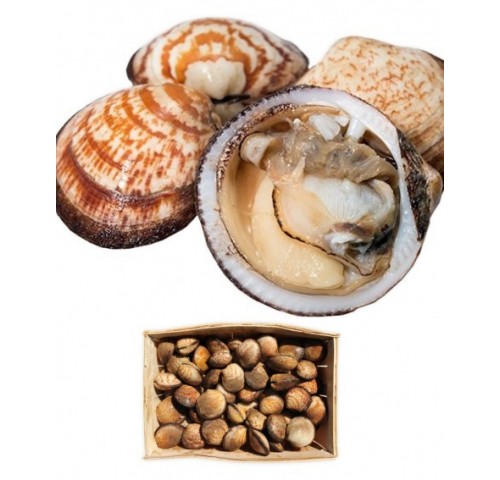 PIE' D'ASINO O MANDORLE DI MARE X3 KG