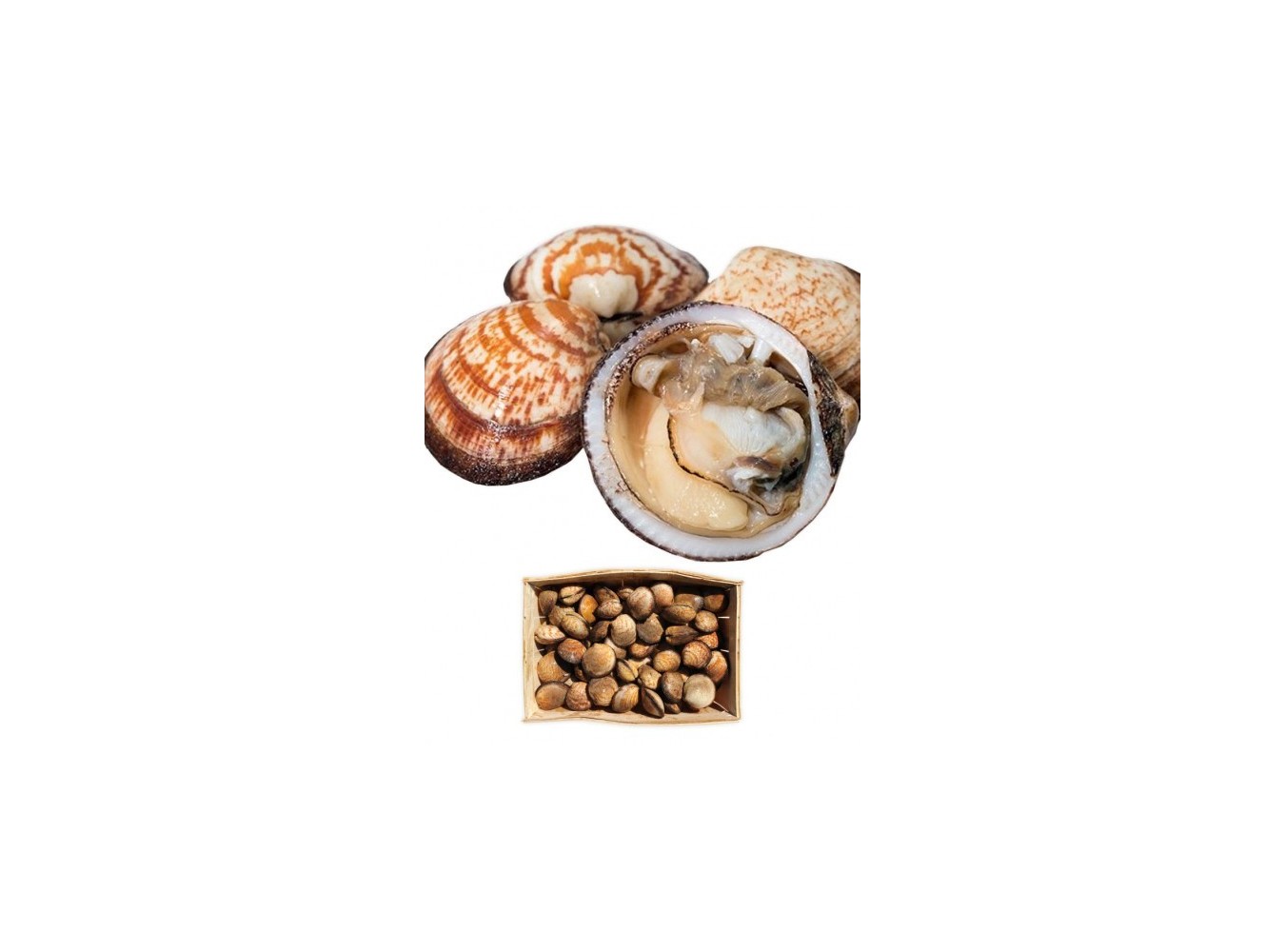 PIE' D'ASINO O MANDORLE DI MARE X3 KG