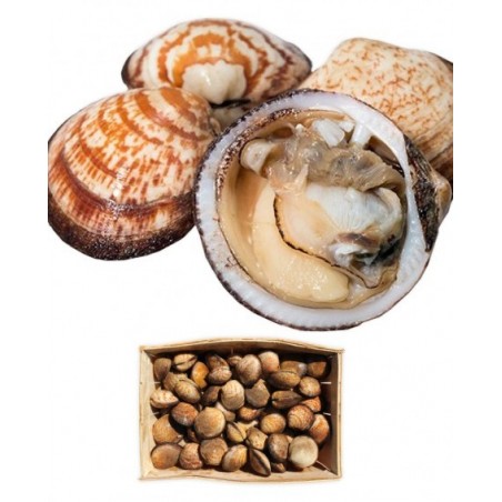 PIE' D'ASINO O MANDORLE DI MARE X3 KG