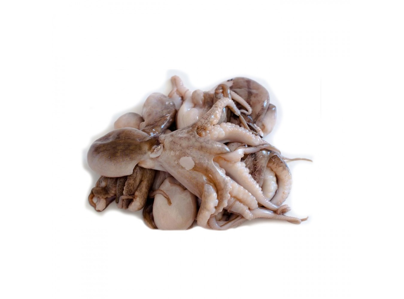 MOSCARDINO SPORCO 100/200 CT1X10KG
