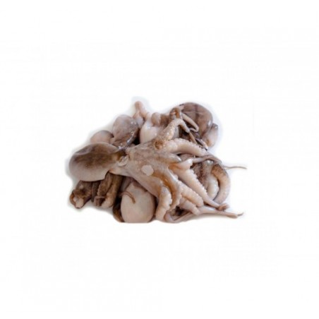 MOSCARDINO SPORCO 100/200 CT1X10KG