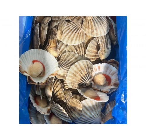 CAPPESANTE 1/2 GUSCIO G.B. 9/11  CT1X6KG