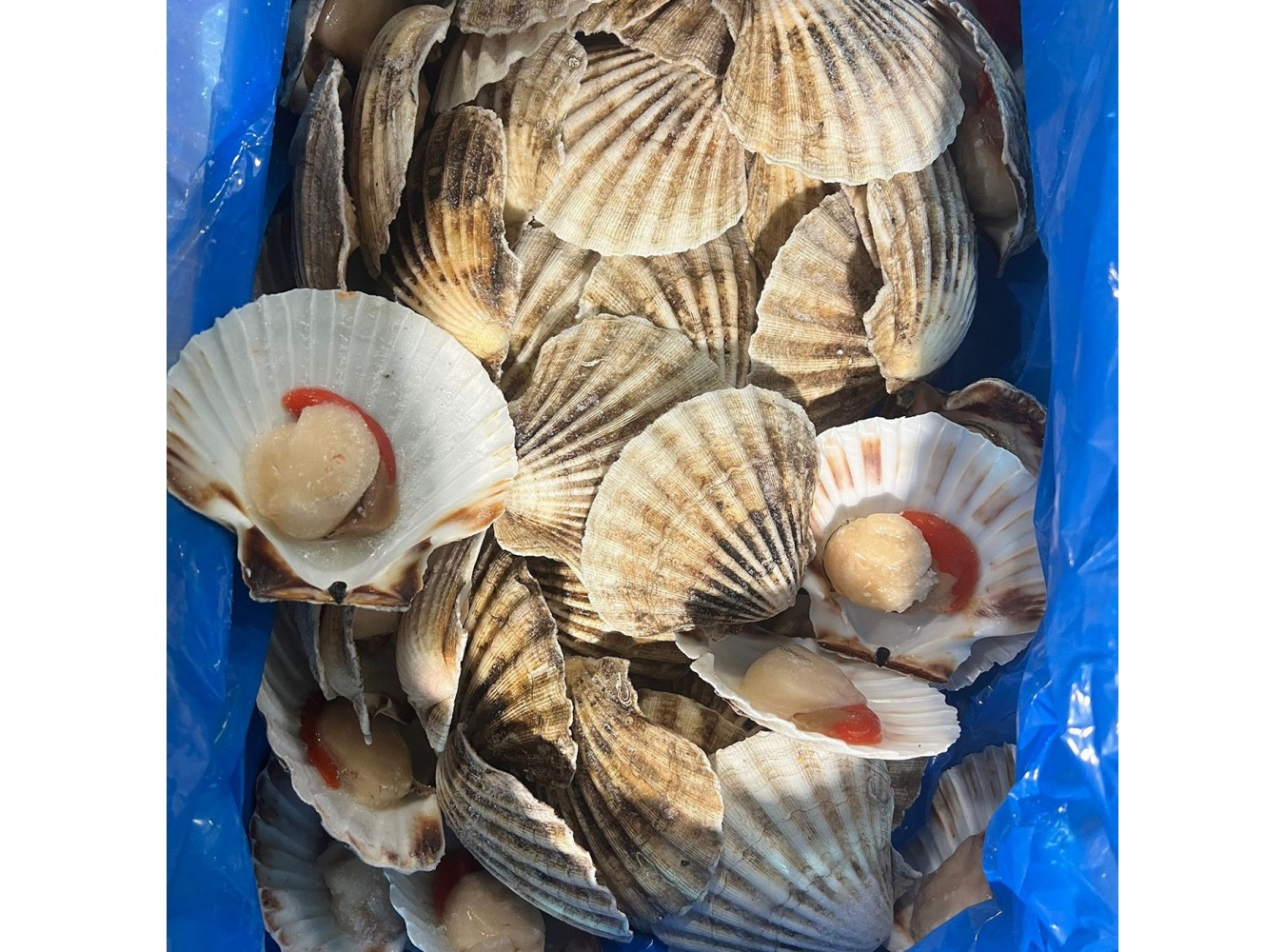 CAPPESANTE 1/2 GUSCIO G.B. 9/11  CT1X6KG