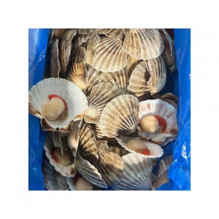 CAPPESANTE 1/2 GUSCIO G.B. 9/11  CT1X6KG