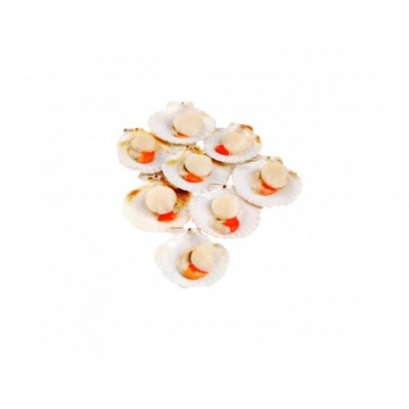 CANESTRELLI 1/2 GUSCIO 40/60  PZ10X750GR