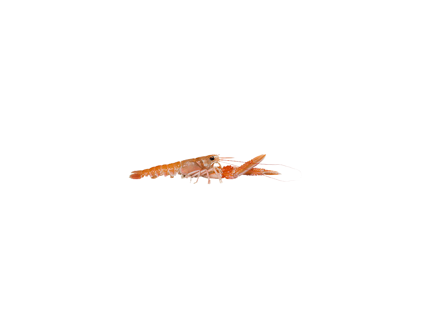 SCAMPI INTERI LABADIE  16/20 IRL.PZ3X3KG