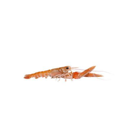 SCAMPI INTERI LABADIE  16/20 IRL.PZ3X3KG