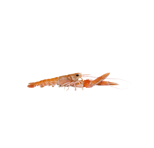 SCAMPI INTERI LABADIE 20/30 IRL.PZ3X3KG
