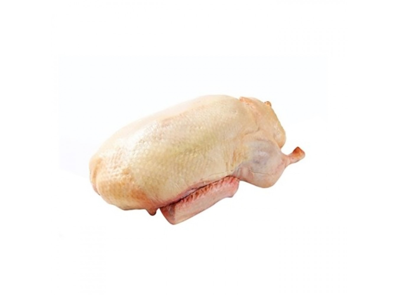 OCA BUSTO GELO   SO.PAS        KG.4,8X3