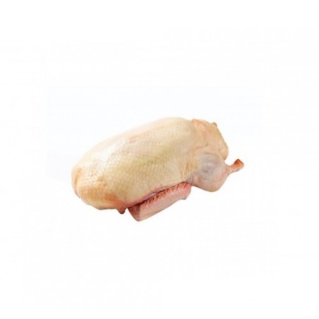 OCA BUSTO GELO   SO.PAS        KG.4,8X3