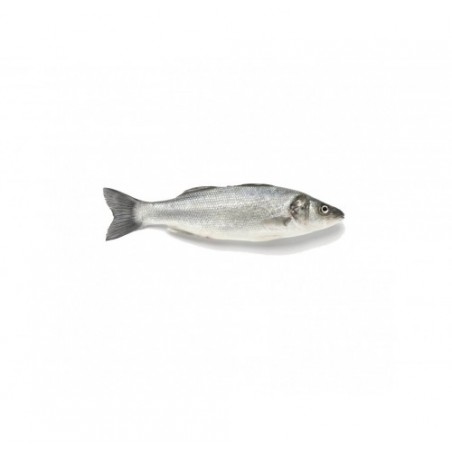 BRANZINO PESCATO MEDIT. 1000/2000 X1 PZ