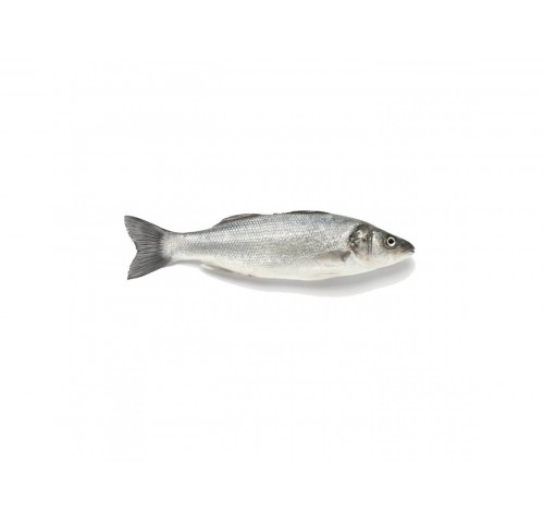 BRANZINO ALLEVATO E. 1500/2000 X1 PZ